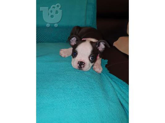 Lovely Boston Terrier κουτάβια